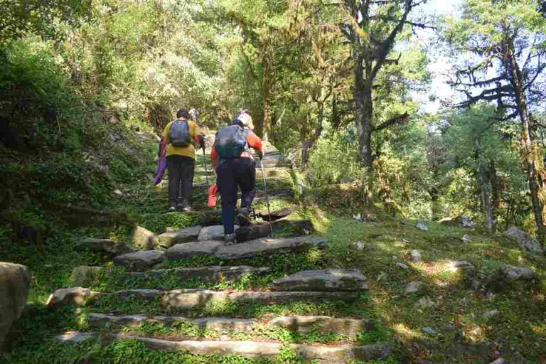 Banthanti Jungle Dense Rhododendron forest