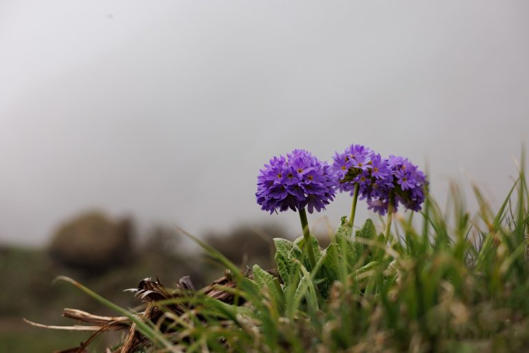 Blue flowers of blue stick Primula
