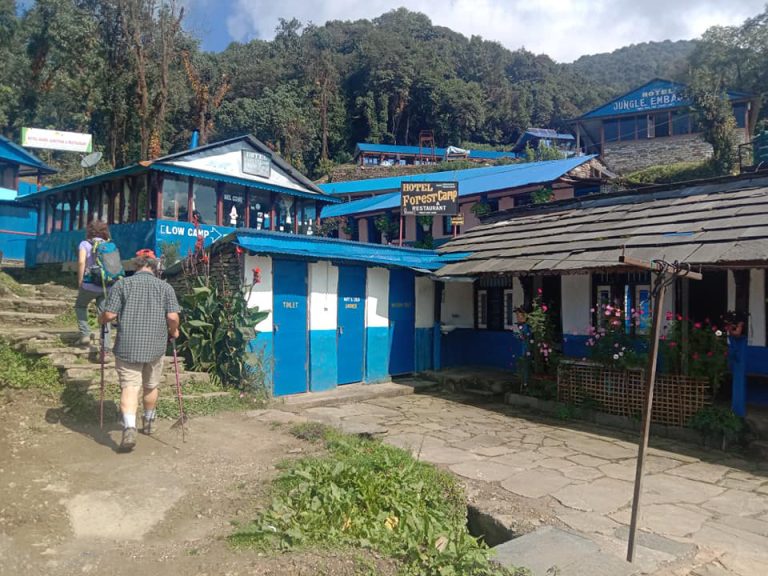 Forest Camp at 2600m