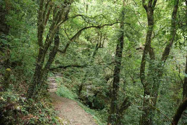 Forest walk along conservation area