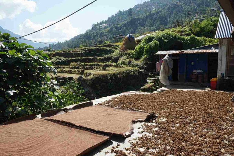 Traditional Grain drying