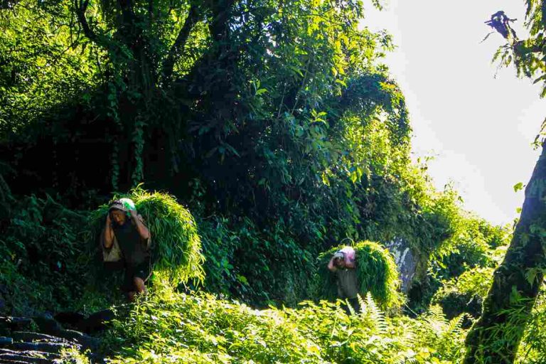 Local carrying grass at Kumrung Danda.