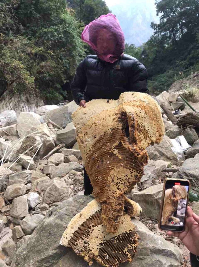Local honey hunting Gorkha