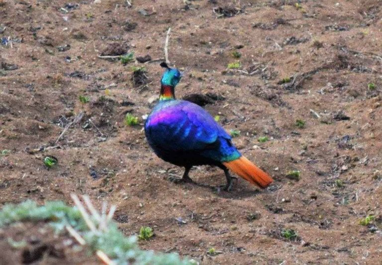 Pheasant National Bird
