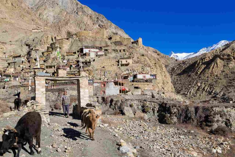 Yaks at Phu village