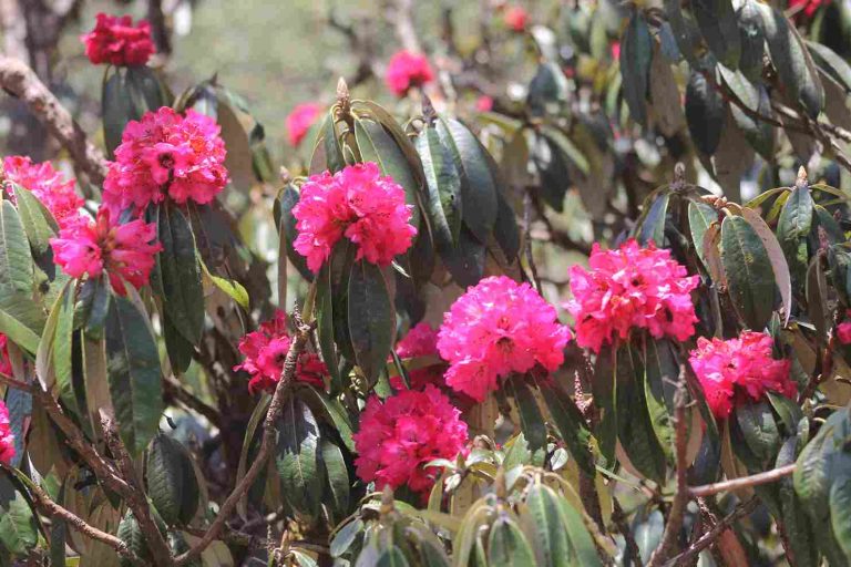Rhododendron On The Way To Dole Village