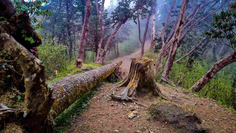 Rhododrendon forest Log