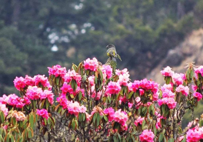 Rhododendron Flower in The Trails