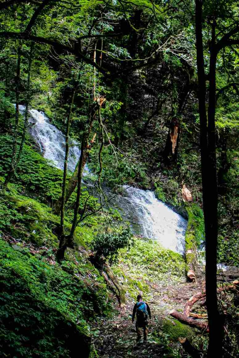 Stream in Bamboo