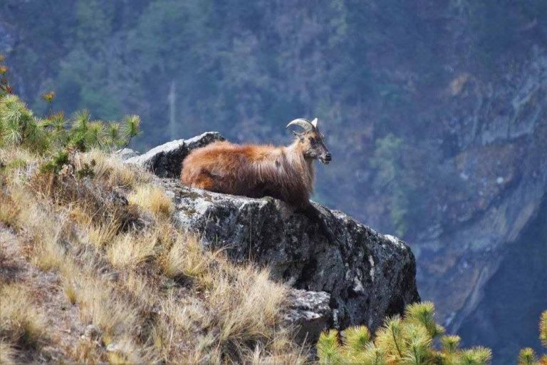Himalayan Thar at EBC