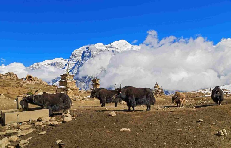Yaks With Mountain seen at Phu village