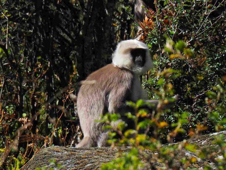 lantang monkey lungur