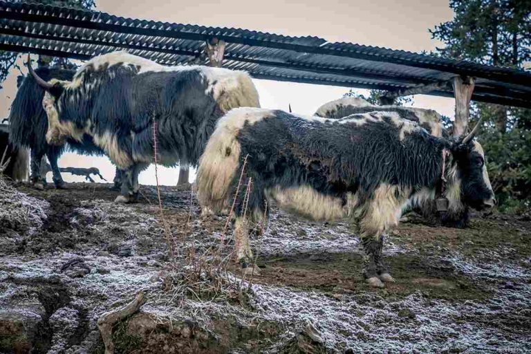 Local bulls