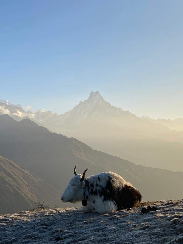 Yak on Way to Lumde