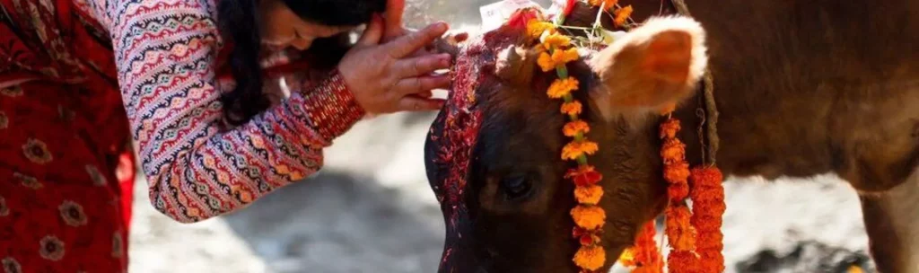 Cow as a sacred animal things to do and don'ts in Nepal, Worshipping Cow