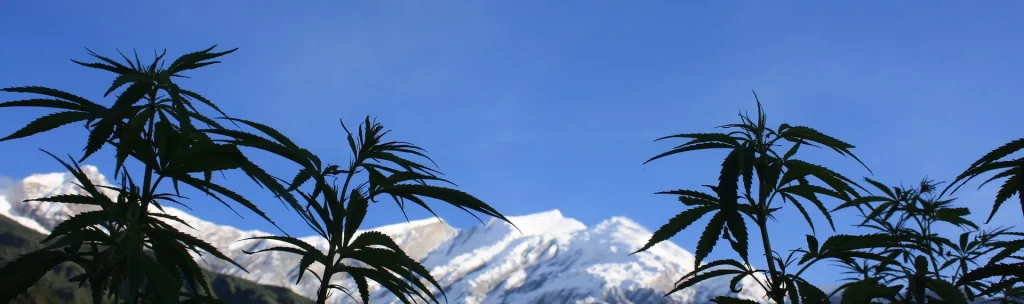 iilegal marijuana things to do and don'ts in Nepal, don't do marijuana
