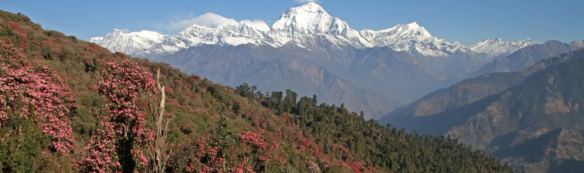 Trek From Ghorepani to Tadapani